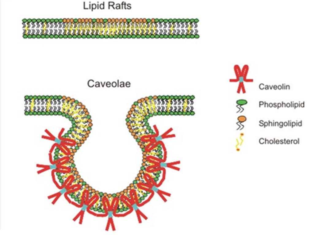 Zattere lipidiche (raft lipidici): piccole aree specializzate della membrana in cui si concentrano alcuni lipidi (soprattutto colesterolo