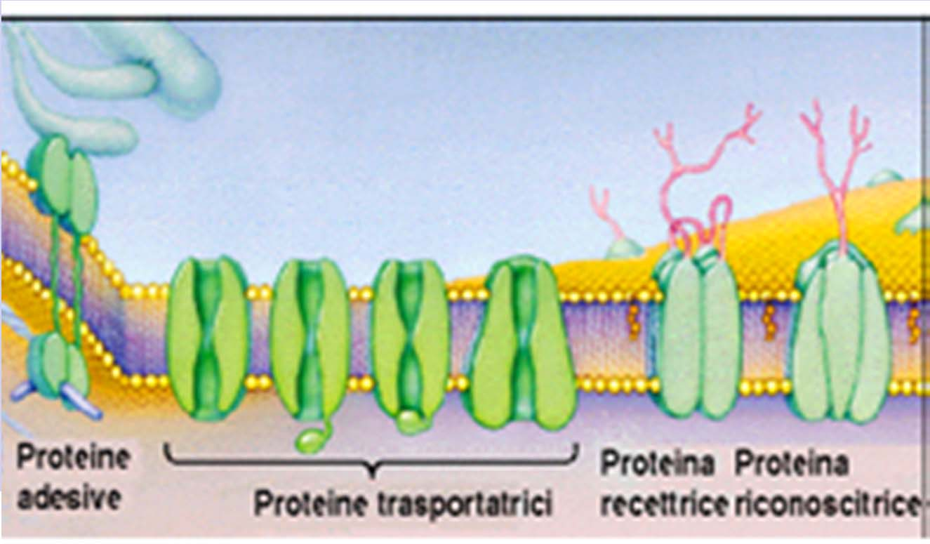 Funzioni della membrana cellulare Delimita la cellula Trasporto: attraverso la membrana avviene il trasporto di sostanze tra l interno della