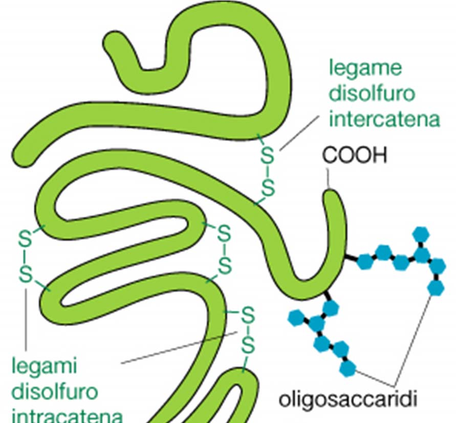 Molte proteine transmembranarie sono glicosilate