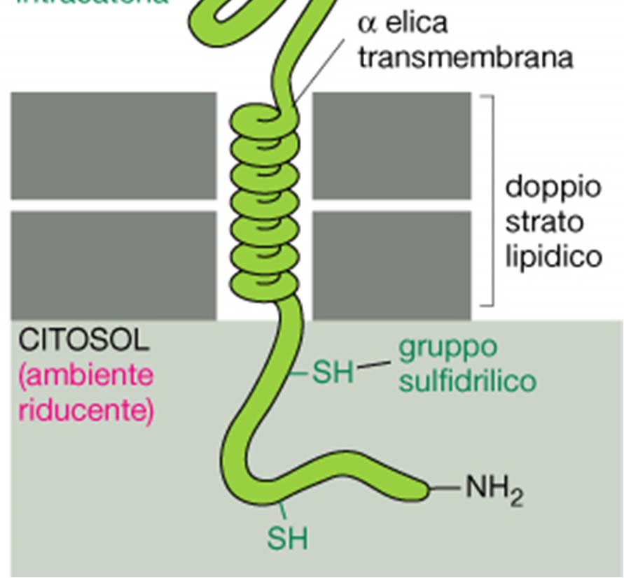 del RE e nel Golgi) L ambiente citosolico è