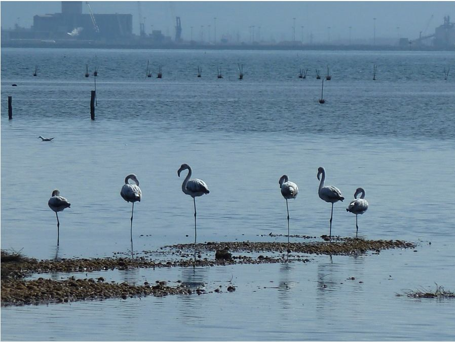 10. Tutela dell ambiente Ambienti umidi di elevato pregio naturalistico riconosciuti per la ricchezza della flora e della fauna sottoposte nel tempo a vincoli di protezione