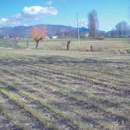 disponibili presso la coop Agricooper.