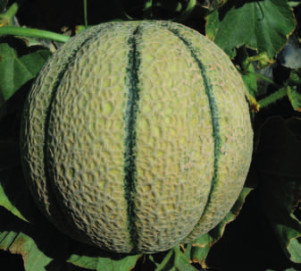 più semplice la fase commerciale). Bayer CropScience Vegetable Seeds Quattro meloni della tipologia Cantalupo sono le novità proposte da Bayer CropScience Vegetable Seeds.