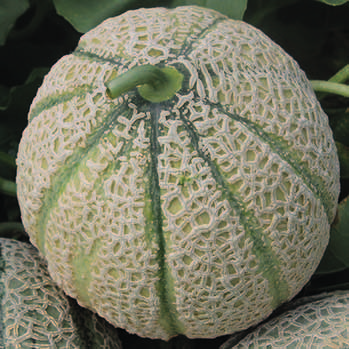 Magiar F1 (Bayer CropScience Vegetables Crops). Magiar F1 è un Cantalupo LSL (Long Shelf Life) con ciclo adatto per trapianti medi e tardivi.