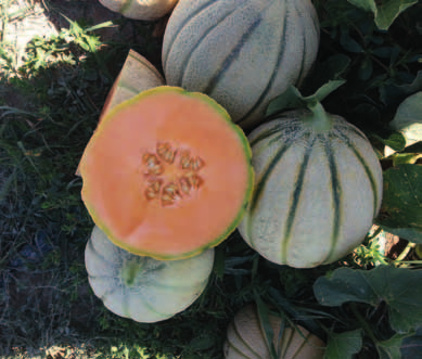 Monsanto Vegetable Seeds Monsanto Vegetable Seeds propone tre varietà a marchio Seminis: una rappresenta il classico melone retato italiano, le altre due appartengono alla tipologia Charentais.