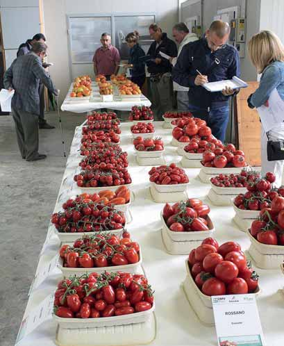 Pomodoro da mensa: ibridi da coltivare in serra FEBBRAIO 2015 Il pomodoro da mensa è senza dubbio uno delle colture orticole più apprezzate e diffuse a livello mondiale.