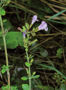 Prato arido a Bothriochloa Codici habitat Corine Biotopes: 34; Eunis: E1; Natura 2000: - Inquadramento fitosociologico Festuco-Brometea Br.-Bl. et Tx. ex Klika et Hadač 1944.