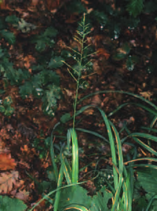 Molinia caerulea subsp.