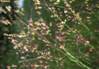 glabra (100%), Plantago media (100%), Rhinanthus alectorolophus (92%), Salvia pratensis (100%), Sanguisorba minor (100%), Thlaspi praecox (85%), Trisetaria flavescens (85%). Fig.