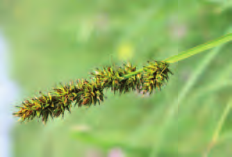Rapporti dinamici e contatti catenali È in rapporto dinamico con il frangulo-viburneto e si sviluppa a contatto di frammenti di alcuni grandi cariceti (a Carex acuta, a C. acutiformis).