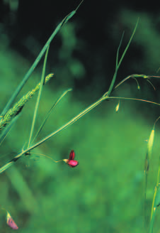fatto di occupare superfici di maggior estensione, in media circa 25 m 2 ; il tratto distintivo è la netta predominanza di Orlaya grandiflora che, all epoca della fioritura in tarda primavera, ne