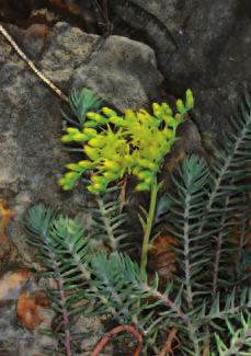 ) Combinazione specie costanti (n rilievi = 7) Arenaria serpyllifolia (100%), Cardamine hirsuta (86%), Catapodium rigidum (100%), Medicago minima (100%), Pleurochaete squarrosa (M; 100%) Saxifraga