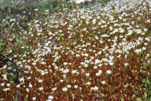 Grado di alterazione floristica 21.1%.