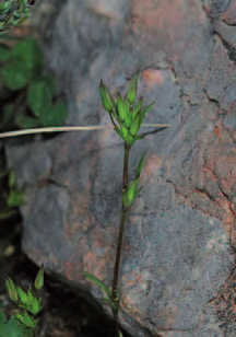Minuartia mediterranea Specie di interesse ospitate Alyssum alyssoides (loc), Carex liparocarpos (loc), [Filago vulgaris (loc)], Galium parisiense (loc), Lathyrus cicera (loc), Legousia hybrida
