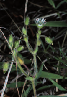 11 Discontinuità di brometo arido con vegetazione annuale di piccola taglia a dominanzadi Cerastium glutinosum (M.