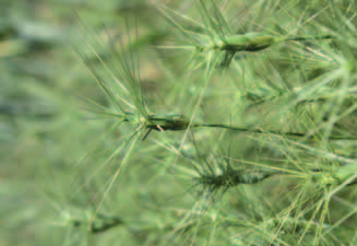 merosi elementi costitutivi, alcuni più frequenti (Bromus erectus, Sanguisorba minor, Thymus glabrescens/decipiens ecc.