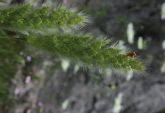 15 Cenosi annuale ad umidità altalenante di nicchie poste alla base della scogliera oligocenica, qui con abbondante presenza di Polypogon monspeliensis e Lythrum hyssopifolia (C.