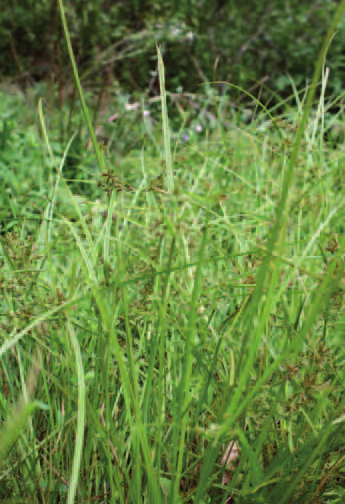 Pratello a Cyperus fuscus Codici habitat Corine Biotopes: 22,3232; Eunis: C3.5132; Natura 2000: 3130. Inquadramento fitosociologico Nanocyperion Koch ex Libbert 1933.