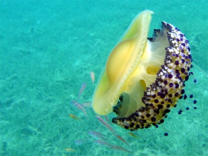 Cotylorhiza tubercolata Non è ancora chiara la correlazione fra la presenza di questi esemplari ed i fattori ambientali che nell Adriatico Centrale potrebbero causare la loro abnorme proliferazione e