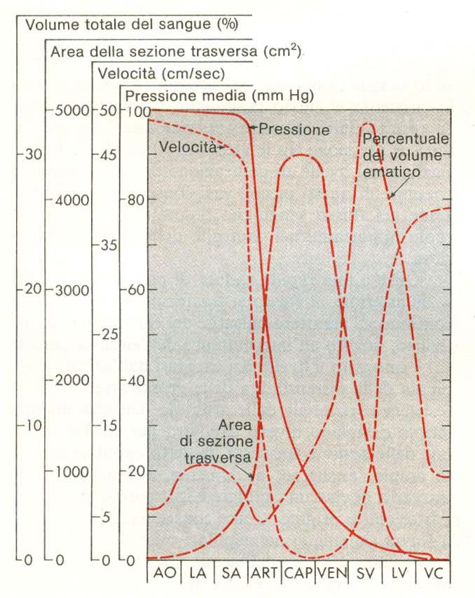 Analizzando la legge, possiamo dire che il flusso stesso risulta essere un volume di sangue che attraversa un vaso in intervallo di tempo; poiché il volume è dato da Area di base (S sezione del vaso)