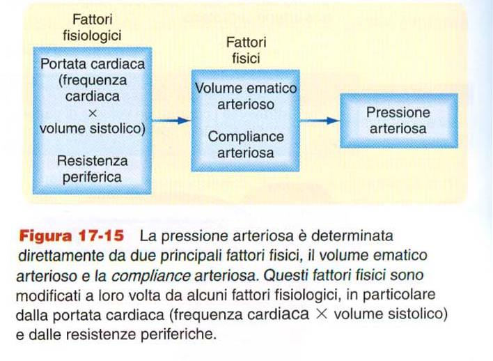 4. FATTORI DETERMINANTI LA Pa La pressione arteriosa dipende da: Fattori fisiologici: o Porta cardiaca (Fc * Gs) o Resistenza periferica Fattori fisici: o volemia arteriosa è la quantità di liquido