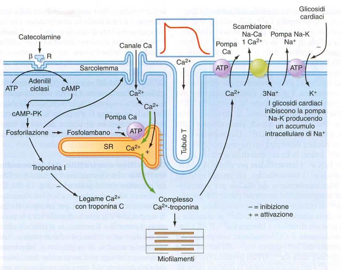 Il potenziale d azione viene generato autonomamente dal nodo s.a. (si auto eccita) il quale lo trasmette al nodo a.v. che a sua volta, anche se auto eccitato si depolarizza più velocemente grazie alla spinta del nodo s.