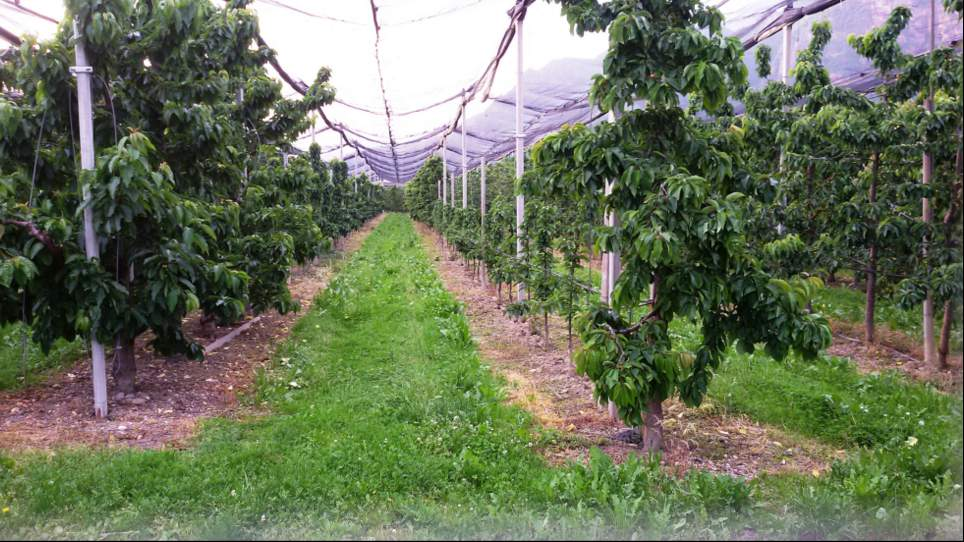 Campo di ciliegie trattato con diserbanti (Bolzano)