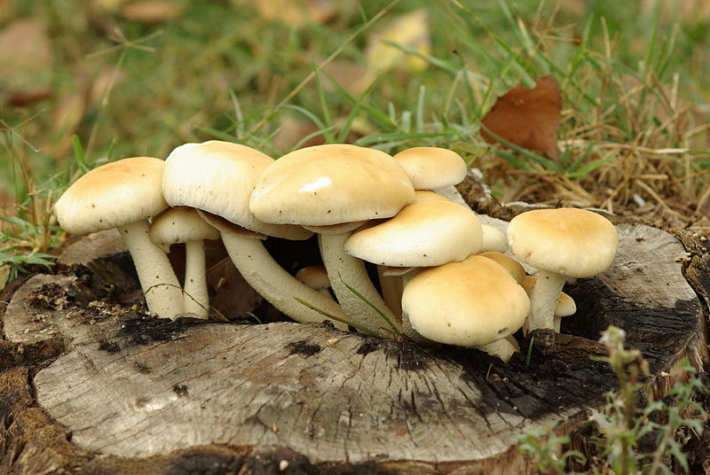 N SPECIE NOME COMUNE 1 AGROCYBE AEGERITA Pioppini 2 AMANITA CAESAREA Ovolini 3 BOLETUS gruppo edulis Porcini 4 GAMBOSA (Georgii) Fungo di San Giorgio, Prugnolo 5 CANTHARELLUS CIBARIUS Finferlo,