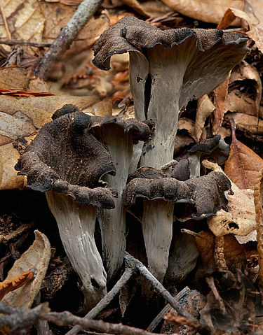 La Macrolepiota procera, volgarmente conosciuta come Mazza di tamburo, è uno dei più vistosi, conosciuti e apprezzati funghi commestibili.