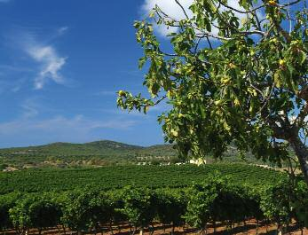 Probabilmente il vitigno è arrivato dalla Corsica nella seconda metà dell 800, ma in queste terre acquista caratteri e struttura particolari.