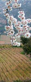 CANNONAU DI SARDEGNA provincia di Cagliari che, in gran parte, rientra nell attuale provincia di Oristano, in quella del Medio Campidano e nel Sulcis Iglesiente.