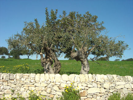 Olea europea L. L'olivo è più di una pianta...è un personaggio.
