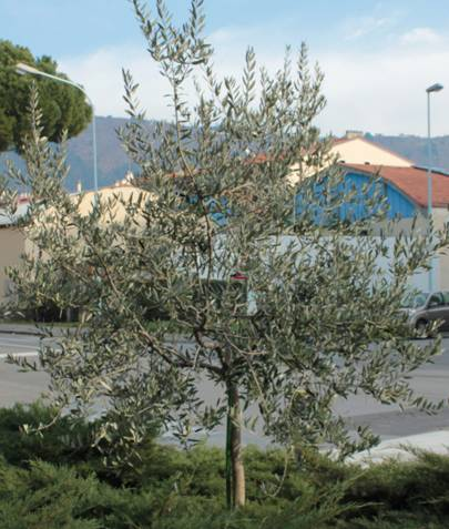 fronda con olive mature