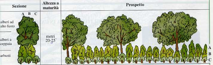 5 5. La modalità di realizzazione attuative possono essere ricondotte alle seguenti tipologie: FILARI ARBOREI (FILARI SINGOLI): costituiti da una sola linea di alberi e/o arbusti, più o meno densa,