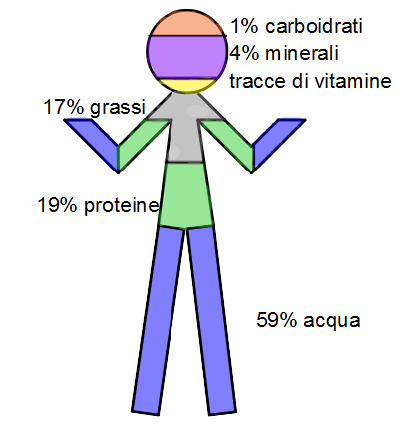 Da quali sostanze è fatto il nostro corpo?