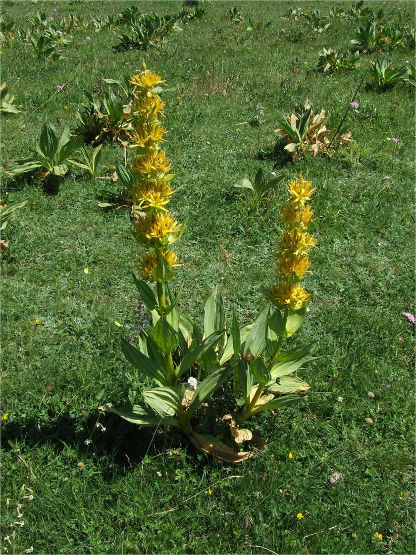 20 cm; i fiori di colore bianco sono composti da 6 tepali solcati da striature longitudinali. La fioritura avviene tra marzo e aprile.