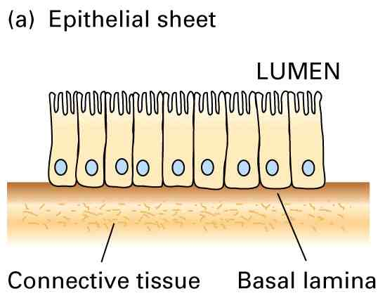 Organizzazione della lamina basale di differenti tessuti 19 Extracellular Matrix and Cell Adhesion Molecules Recent research shows that ECM and associated CAMs are critical for the functioning of