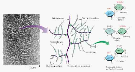 Matrice extracellulari: tre componenti proteici principali Proteoglicani (molto viscosi, che proteggono le cellule dalle sollecitazioni meccaniche).