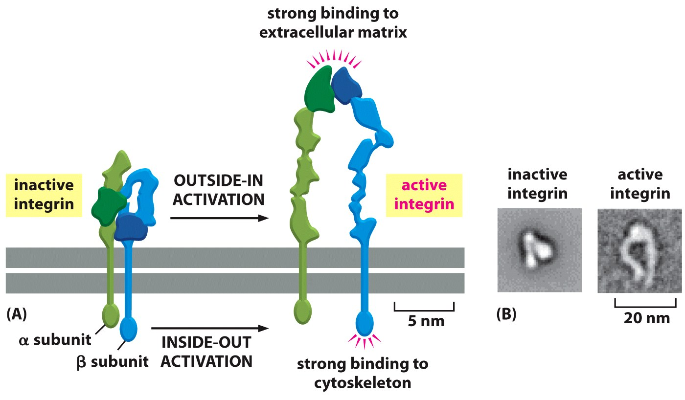 Le integrine cambiano conformazione fra uno stato slegato, dove sono ripiegate, e uno stesso, causato dalla ajvazione per legame sia dal lato extra- che intracellulare.