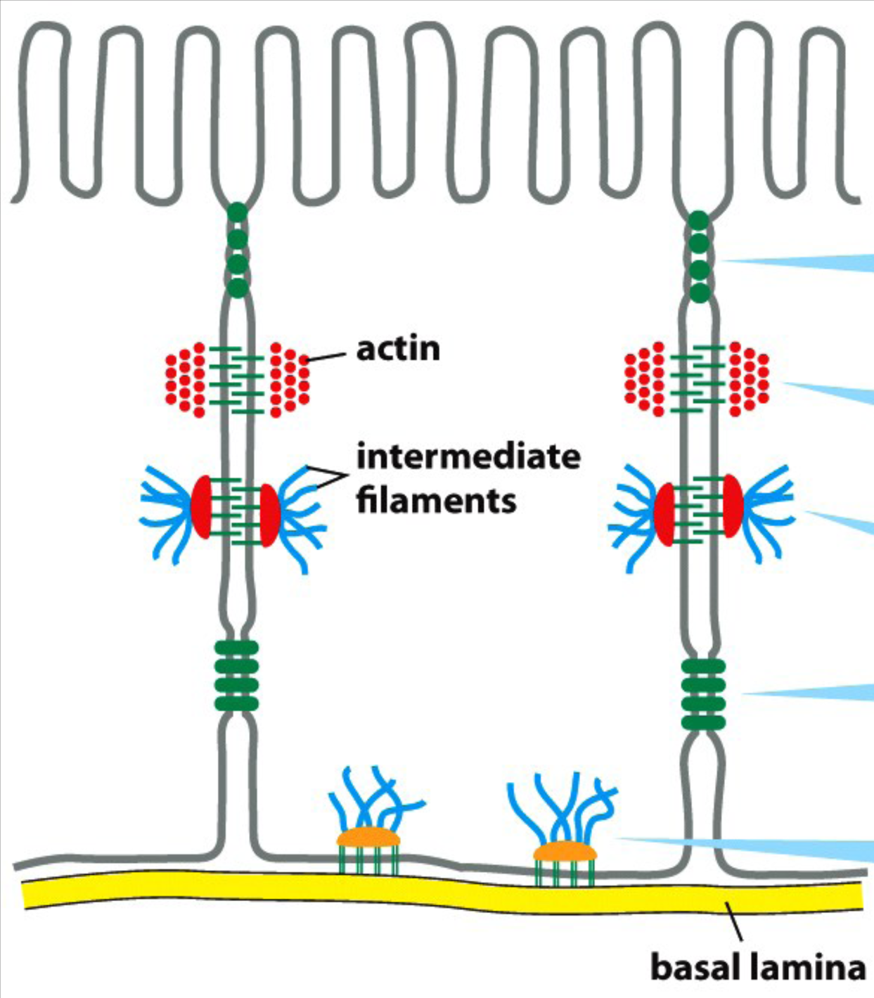 Le caderine sono proteine trasmembrana che si legano fra di loro nei domini extracellulari (legame omoﬁlo u omoﬁlico), e