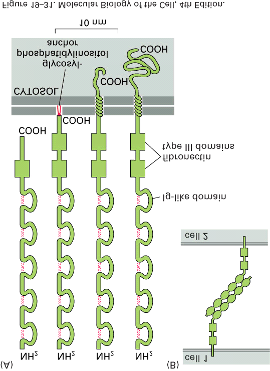 Un?po in più di proteine di membrana che legano le cellule fra di loro: le proteine di adesione cellulare della superfamiglia delle immunoglobuline. Nel dominio extracellulare hanno diverse ripe?