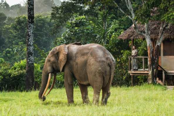 Colazione di buon mattino al campo. Partenza con un guida del campo coadiuvata da esperti tracker locali per trekking al mattino presto alla ricerca dei gorilla.