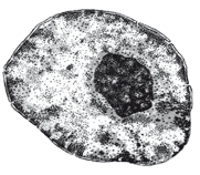 FIGURA 11 2 (a) Così appare al microscopio una cellula animale. (b) Disegno schematico di una cellula animale in cui sono evidenziate le strutture fondamentali. a b?