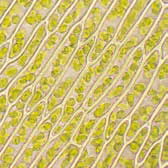 La parete cellulare è un ulteriore rivestimento esterno alla membrana cellulare, che dà forma e rigidità alla cellula vegetale.