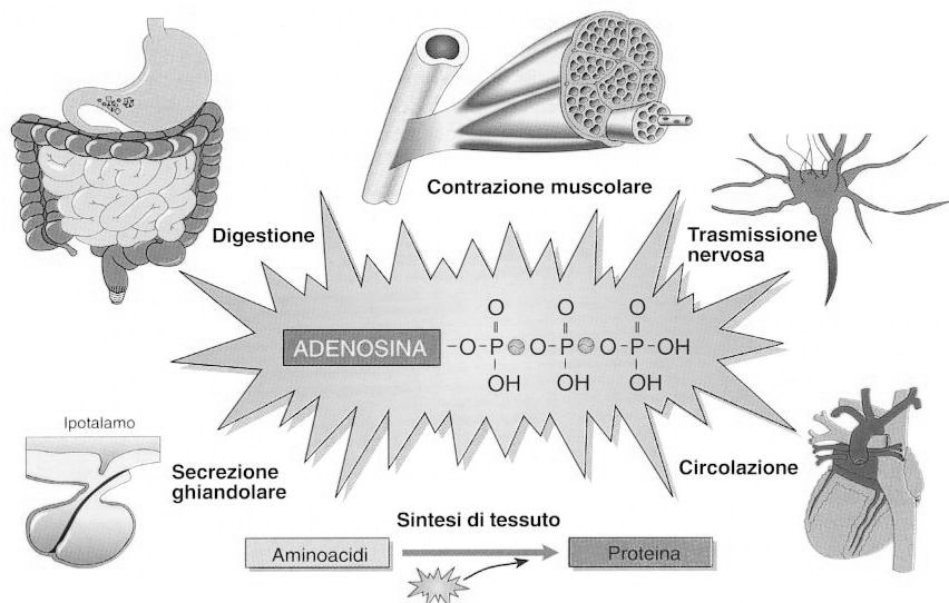 Bioenergetica L energia potenziale contenuta nella molecola di ATP può essere usata successivamente dalla cellula per ogni forma di lavoro