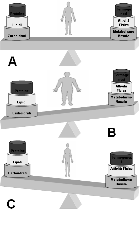 Anabolismo L'anabolismo comprende i seguenti processi: Sintesi dei carboidrati. Sintesi dei lipidi. Sintesi delle proteine. Duplicazione e Replicazine dell acido desossiribonucleico (DNA).