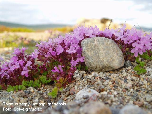 TIMO SERPILLO Thymus serpillum L. Labiatae Foglie, sommità fiorite Pianta perenne, bassa, con rami striscianti a sezione quadrangolare e spesso rossicci.