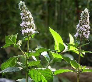 MENTA Mentha piperita L. Labiatae Foglie, sommità fiorite Pianta perenne con rizoma e stoloni, spesso di colore violaceo, alta 50-60 cm.