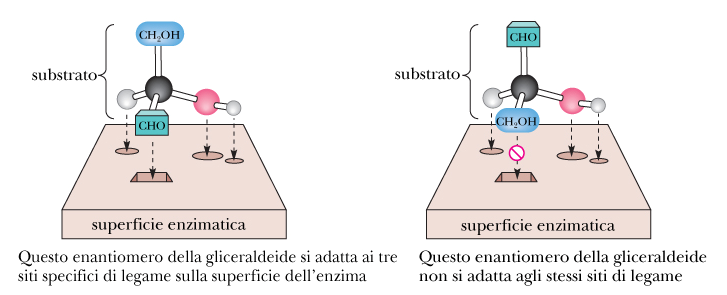 SIGNIFICATO DELLE CHIRALITA NEL MONDO BIOLOGICO Perché gli enzimi hanno la capacità di distinguere gli