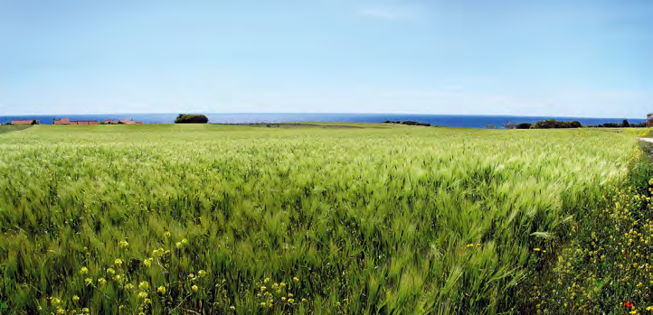 RISULTATI DELLA 43 A SPERIMENTAZIONE NAZIONALE Sardegna di G. Pruneddu, R. Motzo, F. Giunta, G. Carboni, M. Dettori, L. Mameli, V.